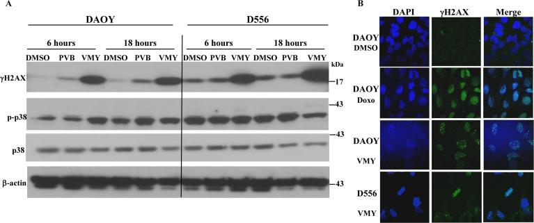 Effects of VMY on stress related proteins in MB cells
