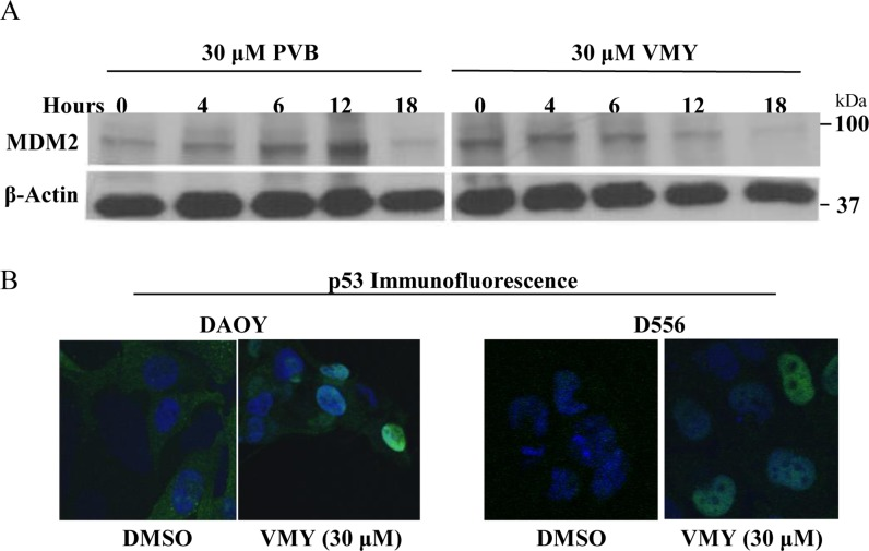 VMY alters the subcellular localization of p53