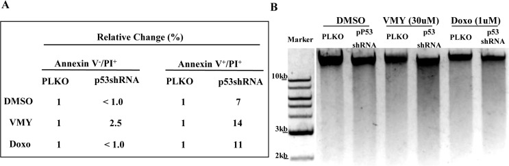 Effects of p53 knockdown on apoptosis and DNA fragmentation in D556 cells