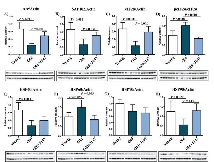 Dysregulation of neuronal homeostasis and stress responses in the hippocampus of old SAMP8 mice is partially restored by J147