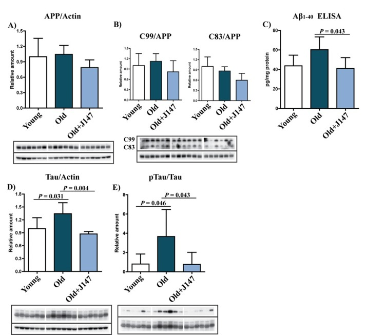 J147 prevents alterations in Aβ and tau homeostasis in the hippocampus of old SAMP8 mice