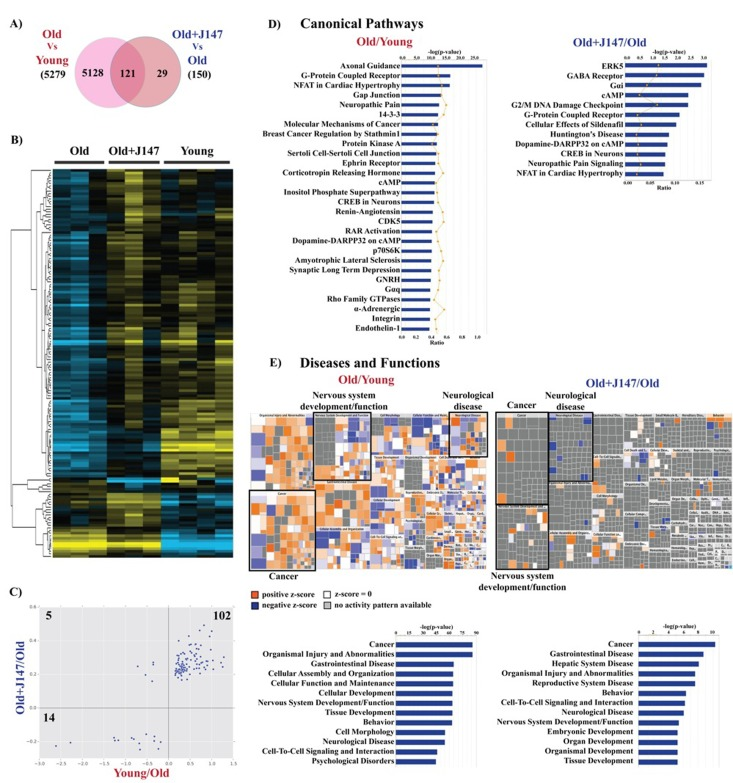 Whole transcriptome analysis of hippocampus shows a rescue of some age-related changes in RNA expression by J147
