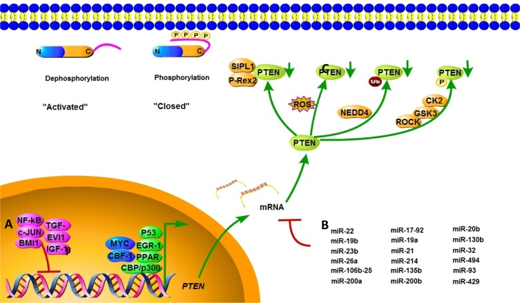 The PTEN Tumor Suppressor Gene And Its Role In Lymphoma Pathogenesis ...