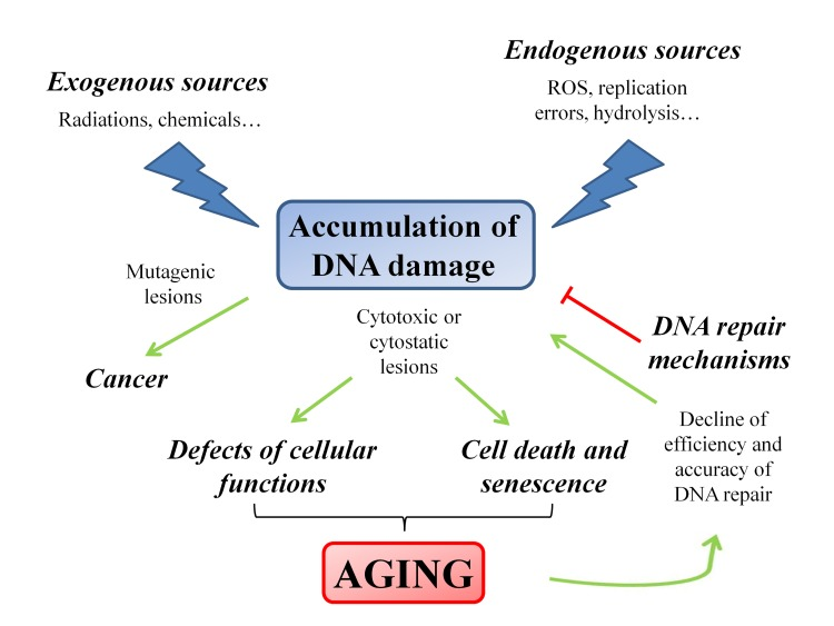 Schematic representation of the factors and the pathways that modulate the aging process