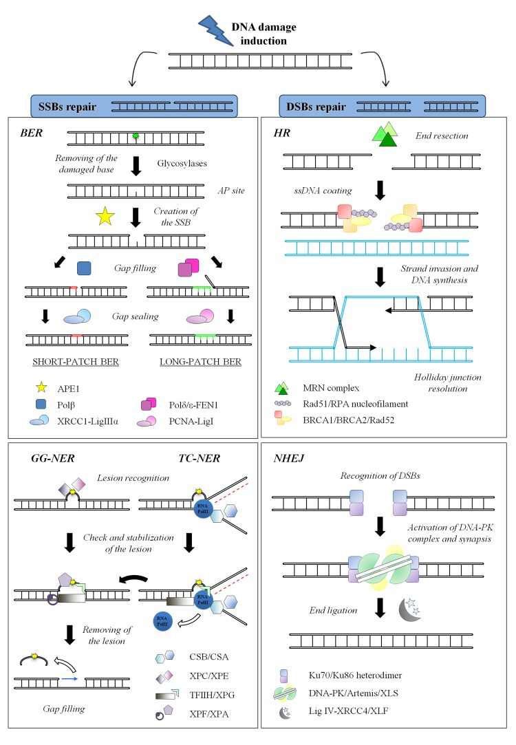 DNA repair systems in mammals. (Left) SSBs repair mechanisms: BER
