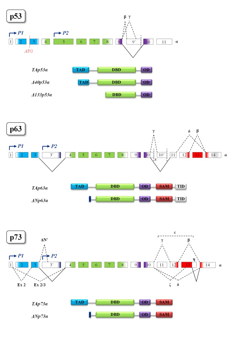 Structural motifs of p53 family members