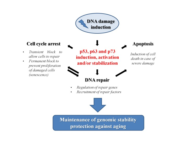 The role of p53 family members in the prevention of aging