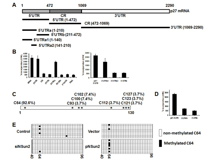 NSun2 methylates p27 5′UTR in vitro and in cells