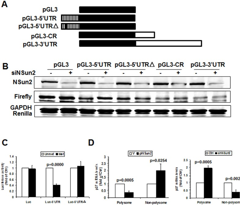 Methylation by NSun2 is functional for regulating the translation of p27