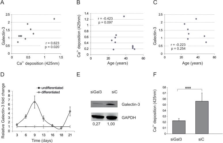 Galectin-3 and osteogenic differentiation capacity