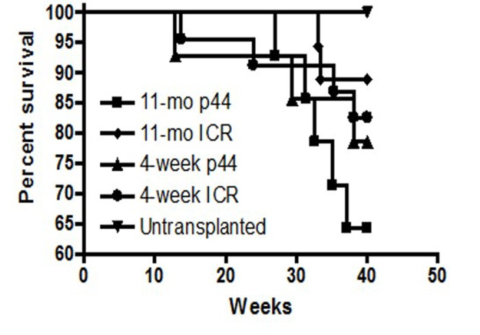 Survival analysis of BM transplant recipients at 40 weeks
