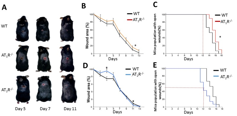 Wound closure measurements in AT1R and AT2R transgenic mice show delayed AT1R−/− and accelerated AT2R−/− healing rate. (A) Representative images from WT, AT1R−/− and AT2R−/− mouse cohorts on day 5, 7 and 11 of wound healing. Plannimetric assessment of wound closure rate in AT1R−/− (B) and AT2R−/− (D). Complete wound closure of AT1R−/− (Panel C) and AT2R−/− (E) mice. Data are means ± SEM *p