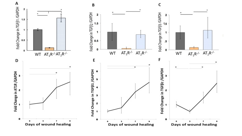 Altered expression of wound TGFβ isoforms in AT1R−/− and AT2R−/− mice. AT1R−/− mice have lower expression of TGFβ1 (A), TGFβ2 (B), and TGFβ3 (C) in healed skin (day20) as compared to WT and AT2R−/− mice. An increase in the expression of AT1R (D), TGFβ1 (E), TGFβ2 (F) correlated with the accelerated healing rate observed in later stages of wound healing in AT2R−/− mice. The length of fold change error bar equal variance 95% confidence interval *p