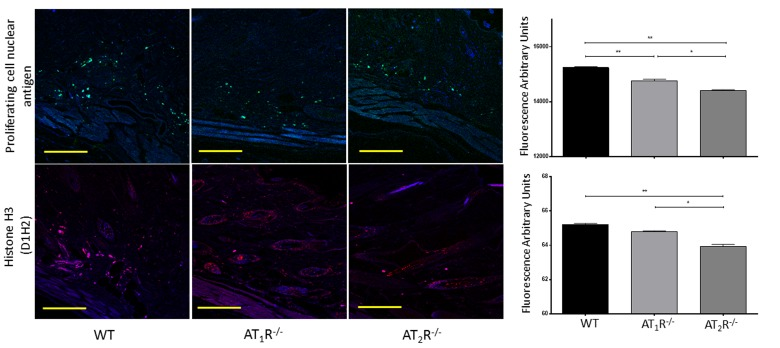 Down regulation of Proliferating Cell Nuclear Antigen in wounds of AT1R−/− and AT2R−/− mice. AT2 R−/− mice have lower expression of total Histone H3 in healed skin (day20) as compared to WT. The photomicrographs presented in green (PCNA) or red (Total Histone H3) fluorescent staining with a blue DAPI counter stain for nuclei at 10x magnification. Quantification of mean fluorescence intensity of PCNA and Histone H3 in wild-type and mutant mice is shown. Scale bar 200 μm. *p