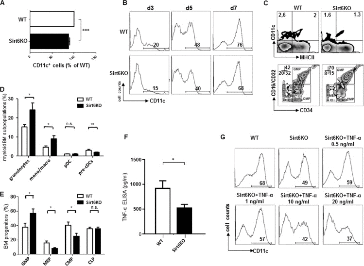Sirt6 regulates the generation of cDCs in vivo and in vitro