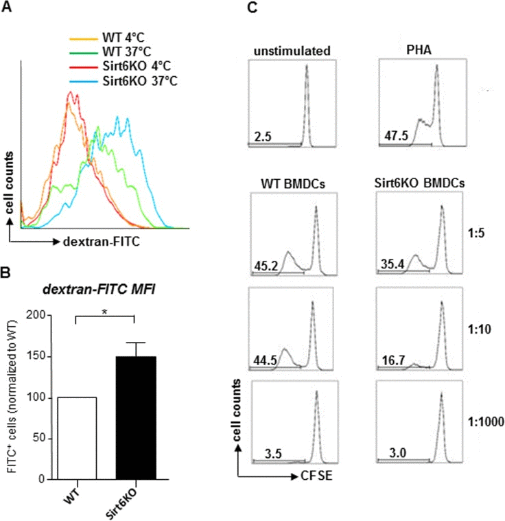In vitro generated Sirt6KO BMDCs show increased endocytic activity and impaired allostimulatory capacity