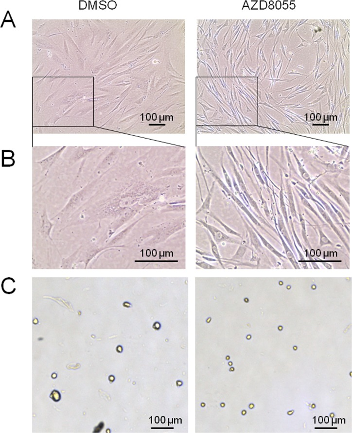 AZD8055 causes major changes in near-senescent fibroblast morphology and size