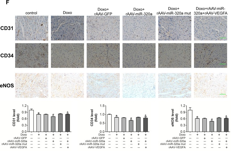 Restored VEGF-A eliminated the miR-320a induced cardiac dysfunction in doxorubicin treated mice