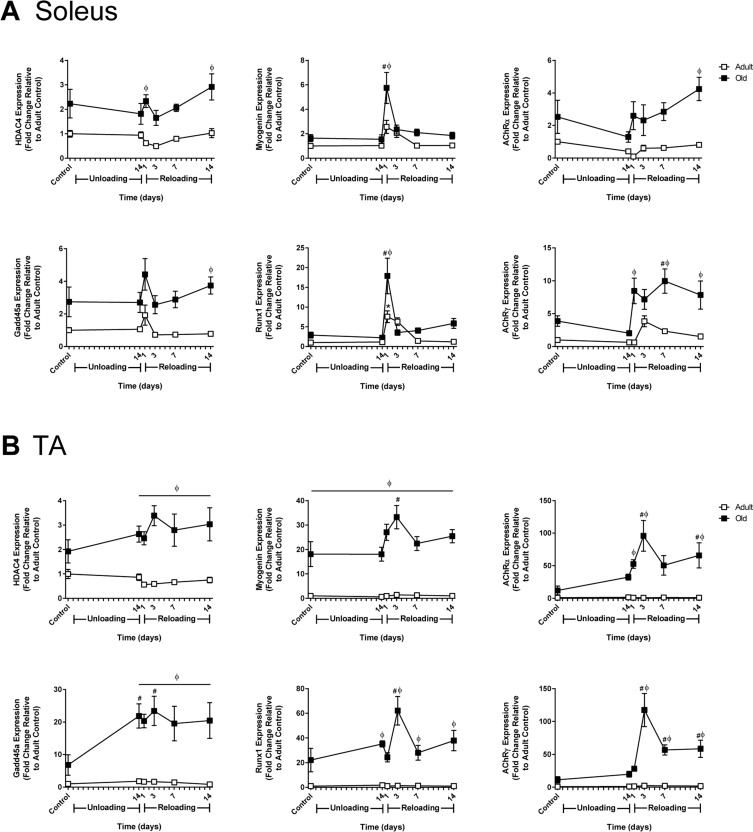 Effect of hindlimb unloading (HU) and reloading on gene expression markers of inactivity and/or denervation in adult and old rats