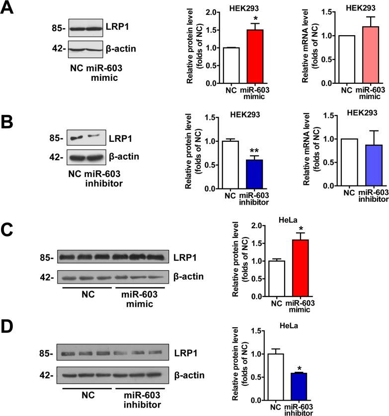 miR-603 increases the LRP1 protein levels