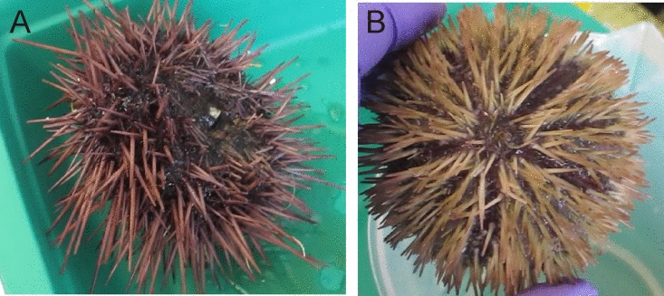 Sea urchins used in this study. (A) S. franciscanus (B) L. variegatus.