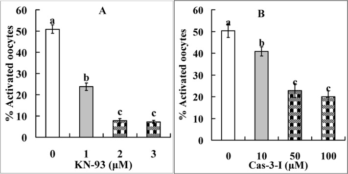 Ethanol activation rates after mouse oocytes collected 13 h post hCG were aged for 9 h in FCM containing different concentrations of CaMKII inhibitor KN-93 (Panel A) or caspase-3 inhibitor VII (Panel B). Each treatment was repeated 4 times with each replicate containing about 30 oocytes. a-c: Values without a common letter above their bars differ significantly (P 