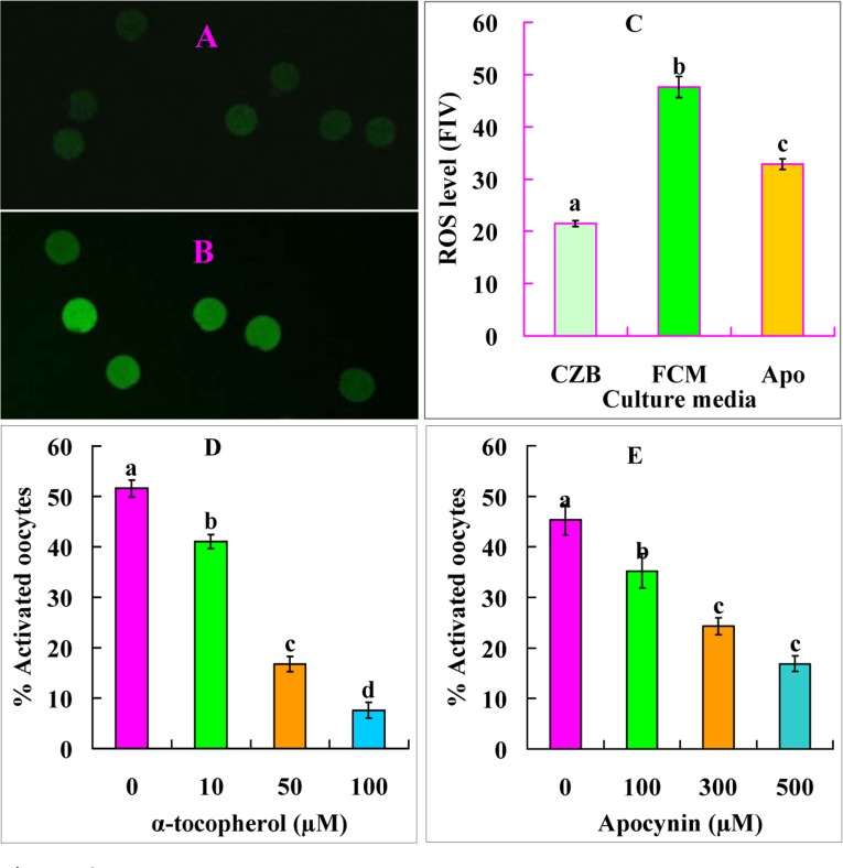 Levels of ROS and ethanol activation rates after mouse DOs were aged for 9 h in different media. A and B are confocal images showing the ROS fluorescence intensity of oocytes aged in CZB and FCM, respectively. C is a graph showing the quantification of ROS (fluorescence intensity value, FIV) in oocytes aged in CZB, FCM or FCM containing 500 μM apocynin (Apo). Each treatment was repeated five times with each replicate containing about 10 oocytes. D and E are graphs showing ethanol activation rates after oocytes were aged in FCM with different concentrations of α-tocopherol or apocynin, respectively. Each treatment was repeated 4 times with each replicate containing about 30 oocytes. a-d: Values with different letters above their bars differ significantly (P