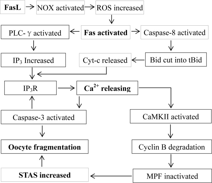Possible pathways by which the FasL/Fas system facilitates oocyte aging. The sFasL released by cumulus cells activates Fas on the oocyte by activating NOX and increasing ROS. The activated Fas activates PLC-γ and caspase-8, which promote the production of IP3 and the release of cytochrome c, respectively. Both IP3 and cytochrome c interact with IP3R, triggering Ca2+ release from endoplasmic reticulum into the cytoplasm. The cytoplasmic Ca2+ rises activate CaMKII and caspase-3. While the activated CaMKII causes cyclin B degradation, MPF inactivation and an increase in STAS, the activated caspase-3 facilitates further calcium releasing by truncating IP3R, which activates more caspase-3 leading to oocyte fragmentation. On the other hand, the increase in STAS also facilitates oocyte fragmentation because a high MPF activity prevents caspase activation.