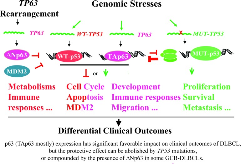 P63 Expression Confers Significantly Better Survival Outcomes In High ...