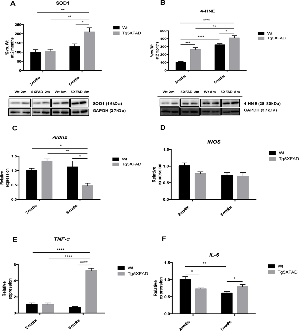 Oxidative stress and pro-inflammatory markers in female mice aged 2 and 8 months (Wt and 5XFAD), representative Western blot for SOD1 (A), 4-HNE (B), representative gene expression for Aldh2 (C), iNOS (D), TNF-α (E), and IL-6 (F). Mean ± Standard Error of the Mean (SEM) from five independent experiments performed in triplicate are represented. *p