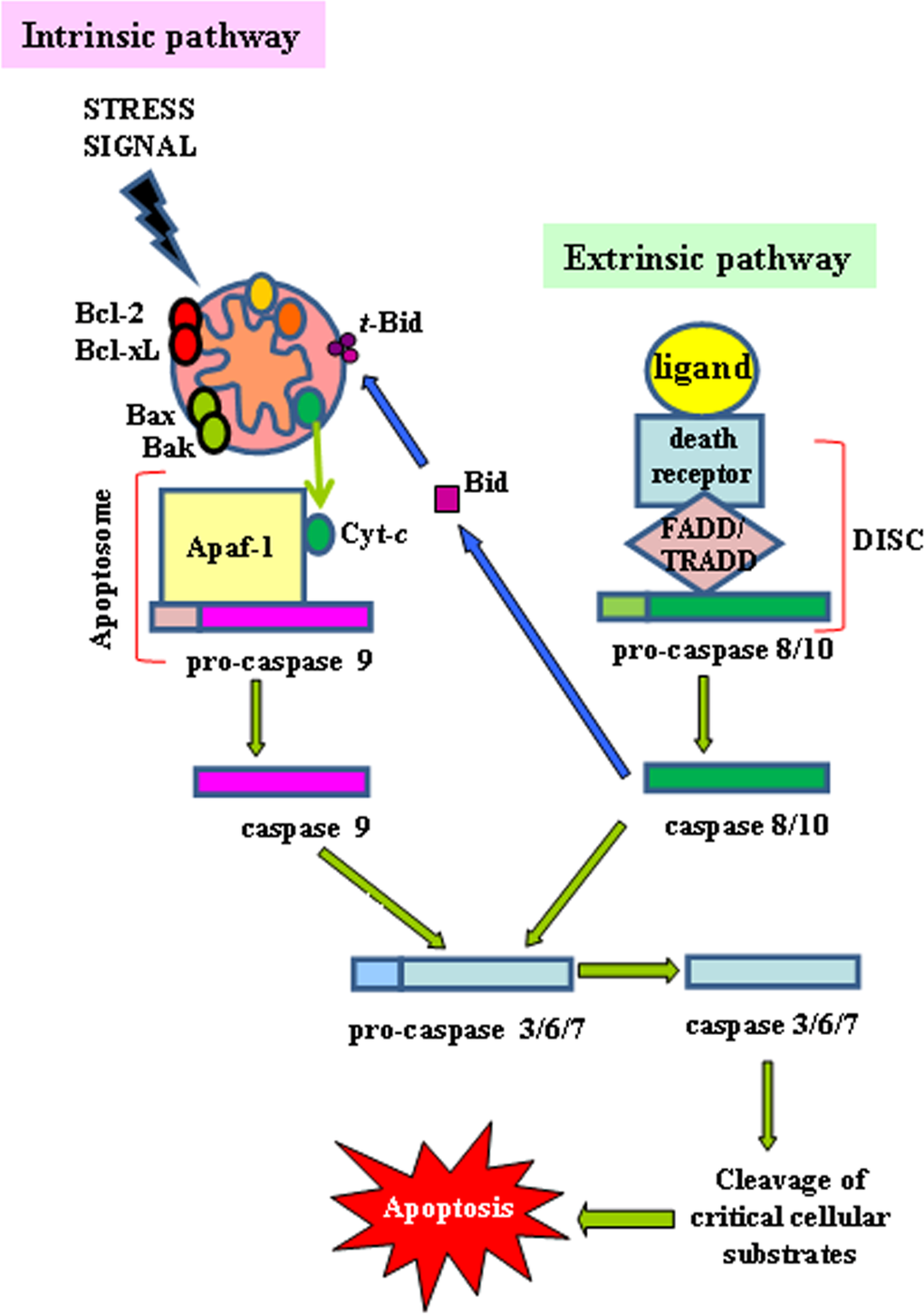 Intrinsic and extrinsic apoptotic pathways
