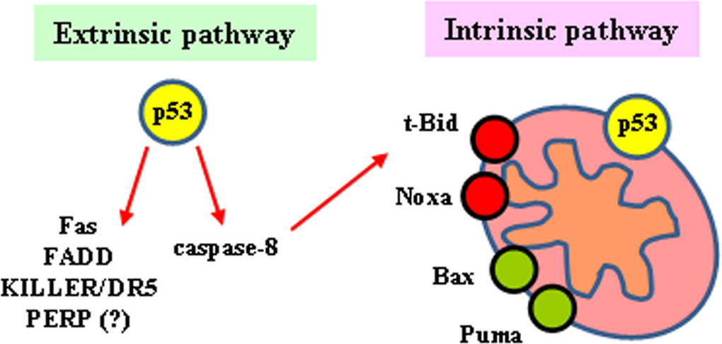 p53-mediated apoptosis