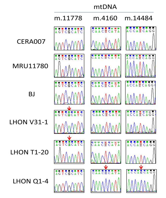 Genotyping of mtDNA mutation in patient fibroblasts