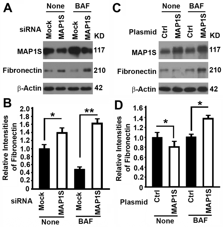 The impact of MAP1S on the levels of fibronectin in HK2 cells