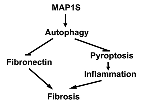 MAP1S-activated autophagy suppresses tissue fibrosis