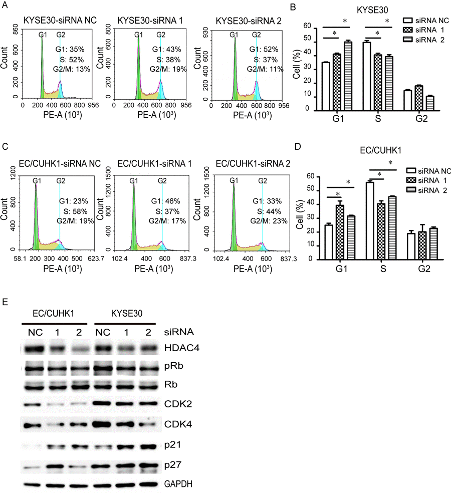 HDAC4 knockdown induces G1/S arrest in EC cells
