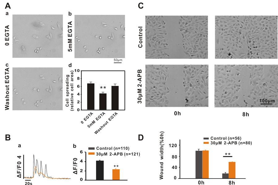 Ca2+ signalling regulates A549 cell migration by affecting cell adhesion