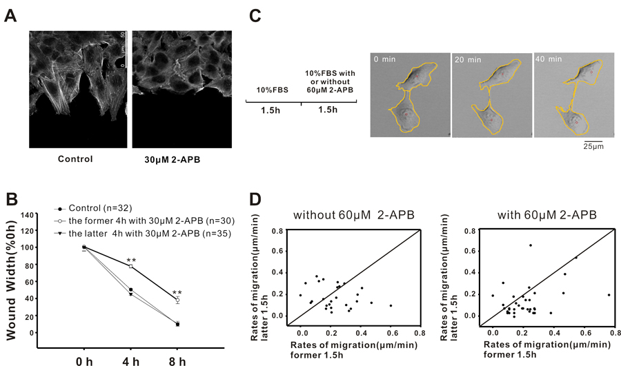 Inhibition of Ca2+ signalling inhibits A549 cell migration by affecting cell polarization