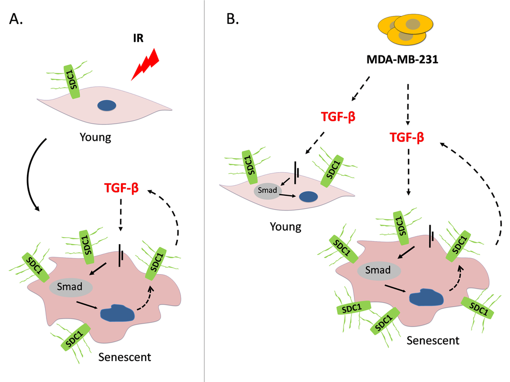 A model depicting SDC1 upregulation in human breast stromal fibroblasts as a consequence of ionizing irradiation-mediated premature senescence and the paracrine action of invasive breast cancer cells