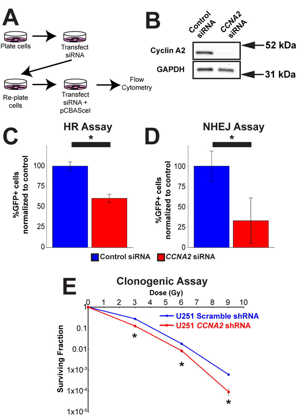 Cyclin A2 is involved in both homologous recombination and non-homologous end joining. (A) Schematic of experiments in (C) and (D). (B) Silencing of CCNA2 by siRNA was confirmed by western blot. (C) siRNA silencing of CCNA2 reduces HR. U251 cells with an integrated pDR-GFP plasmid were transfected with pCBASceI to induce a DSB in the DR-GFP locus. Cells that repaired this DSB by HR express GFP. Percentage CCNA2-silenced cells expressing GFP were normalized to percentage of control cells expressing GFP. Unpaired t-test, * = p CCNA2 reduces NHEJ. Experiments were performed as in (C), but with an integrated EJ5GFP plasmid. Unpaired t-test, * = p y-axes in (C) and (D) are the percentage of GFP-positive cells in each condition normalized to the control siRNA condition transfected with pCBASceI plasmid. Error bars represent SEM for all graphs. (E) Lentiviral silencing CCNA2 sensitizes cells to IR by clonogenic assay. CCNA2-silenced cells demonstrate reduced survival compared to control cells with scrambled shRNA. The x-axis is dose, and the y-axis is surviving fraction. Unpaired t-test at each dose, * = p 