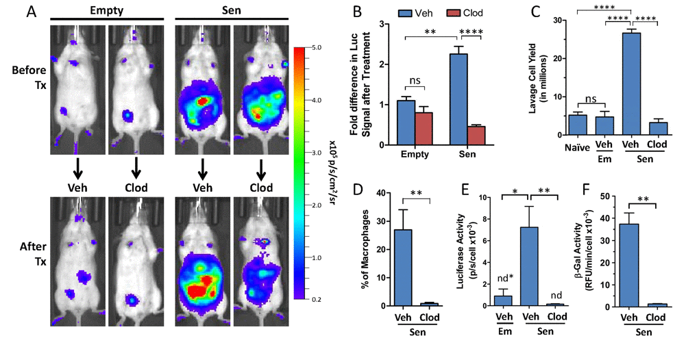 Pharmacological clearance of macrophages in vivo depletes luciferase and β-galpH6 activity from p16LUC mice bearing SCs