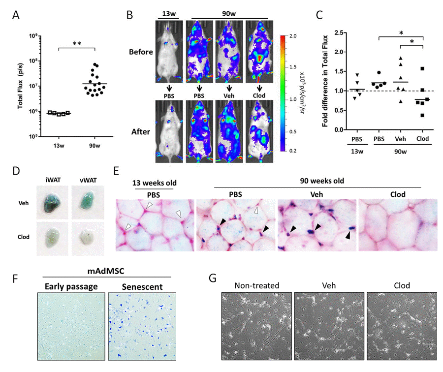 Clodronate treatment depletes p16(Ink4a)-positive and β-galpH6-positive cells from chronologically aged p16LUC mice