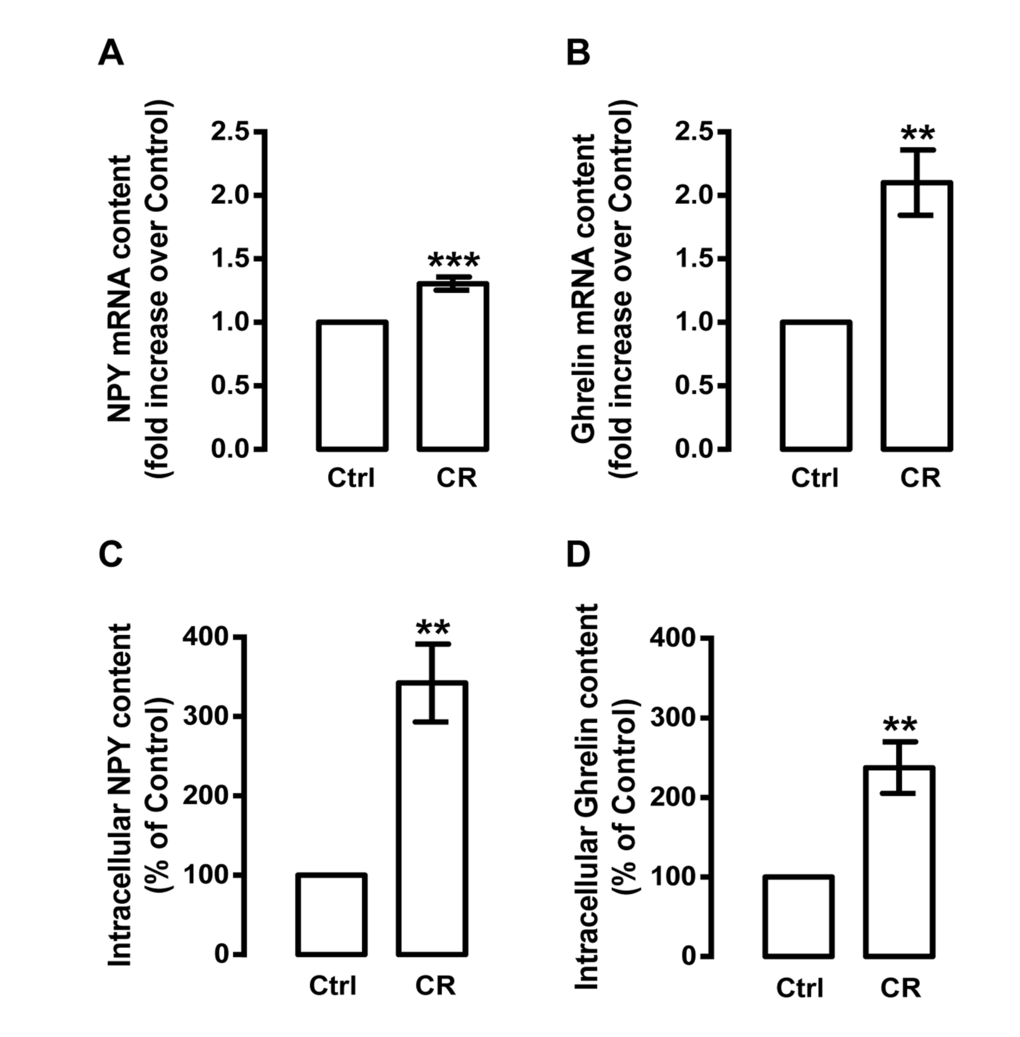 Caloric restriction increases NPY and ghrelin levels in rat cortical neurons. Primary rat cortical neurons were exposed to caloric restriction medium (CR), DMEM low glucose, for 6 h. Cells in neurobasal medium with 2% B27 supplement were used as control (Ctrl). (A and B) Total RNA was isolated and the transcript levels of NPY and ghrelin were analyzed by qRT-PCR, as described in Materials and Methods. The results represent the mean ± SEM of five independents experiments and are expressed as the relative amount compared to control. **pC and D) Caloric restriction increased NPY and ghrelin protein content, determined by Enzyme-Linked Immunosorbent Assays, as described in Material and Methods. The results represent the mean ± SEM of 3-4 independents experiments and are expressed as the relative amount compared to control. **p