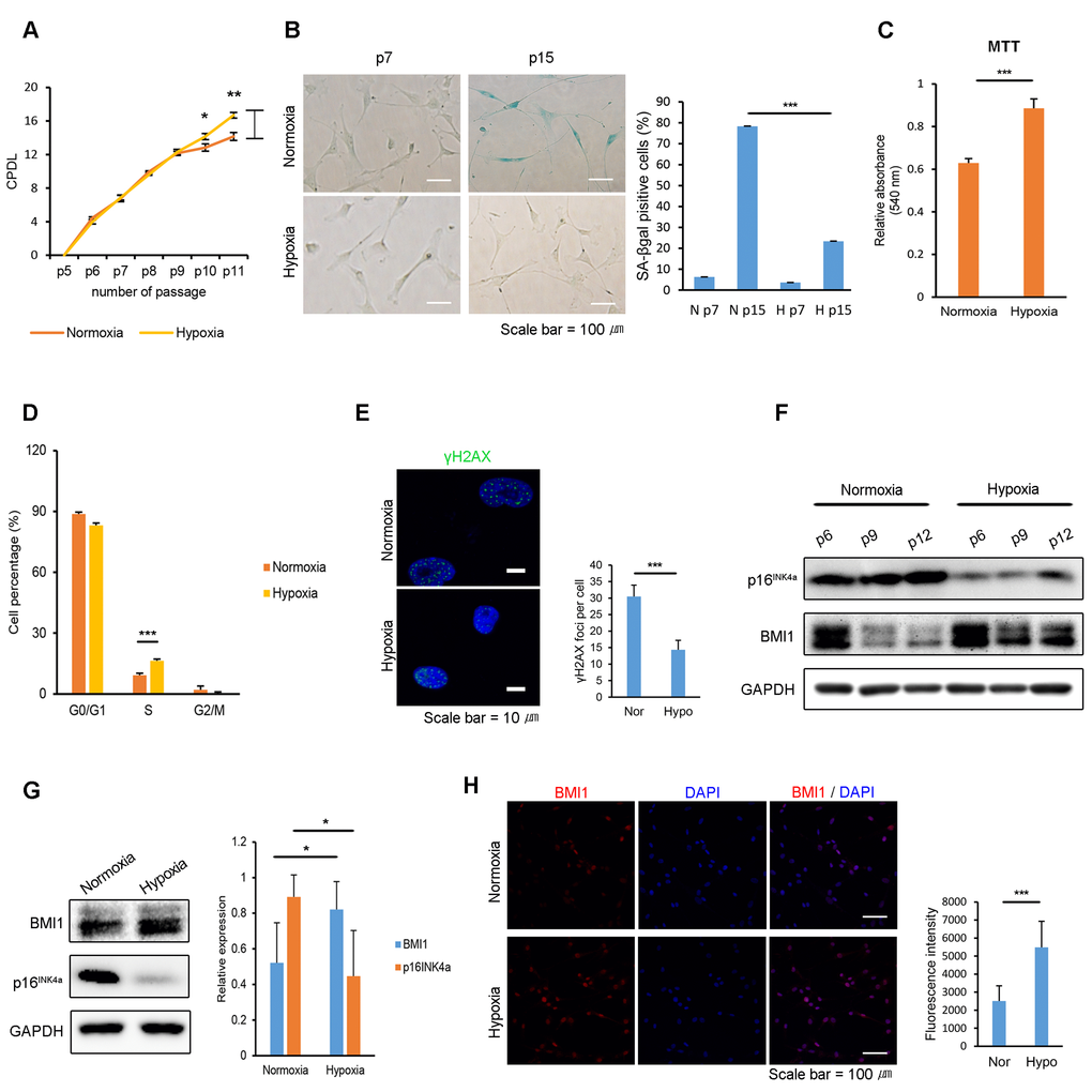 Hypoxia protects hUCB-MSCs from cellular senescence and increases BMI1 expression. (A) Cumulative population doubling levels were measured to investigate the effect of hypoxic culturing on the proliferation of hUCB-MSCs. At each passage, the same numbers of cells were seeded and cultured in normoxic (20% O2) or hypoxic (1% O2) conditions. After 4 days, cells were harvested and counted with a hemocytometer. (n=3) (B) SA-beta galactosidase staining was conducted in early and late passages of normoxic- and hypoxic-cultured hUCB-MSCs. (C) MTT assay was conducted to assess the proliferation of normoxic- and hypoxic-cultured MSCs (n=3). (D) Cell cycle distribution was analyzed with propidium iodide using flow cytometry (n=3). (E) Immunostaining of γH2AX was performed in the passaged hUCB-MSCs in normoxia and hypoxia. Each images show the representative and the graph indicates the quantification of loci per cell. (F) Protein expression of BMI1 and p16INK4a was determined via western blot analysis. (G) Western blotting was performed to evaluate the expression of BMI1 and p16INK4a in hUCB-MSCs cultured for three days in normoxia or hypoxia. Average BMI1 and p16INK4a band intensities of three independent replicate experiments were quantified and the representative immunoblots are shown. (H) Expression of BMI1 in normoxic- and hypoxic-cultured hUCB-MSCs was determined via immunocytochemistry. Representative images from at least three independent experiments are shown. Error bars represent mean±s.e.m. from three separate experiments. * PPPt-test.