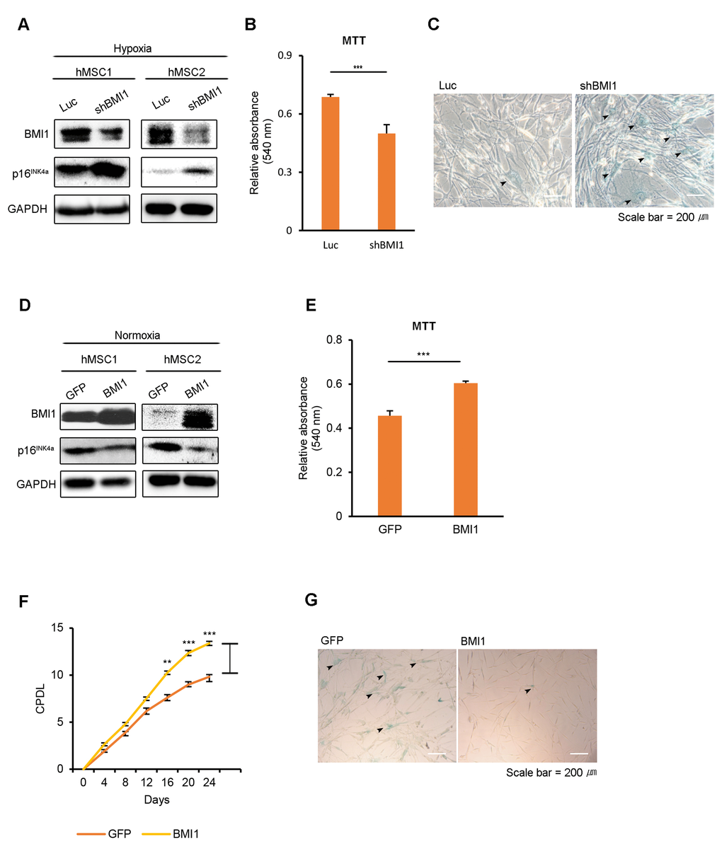 BMI1 regulates cellular senescence in hUCB-MSCs. (A-C) To assess the role of BMI1 in hypoxia, hypoxic-cultured hUCB-MSCs were transfected with Luc control and shBMI1, and the senescence phenotype was investigated. (A) Expression levels of BMI1 and p16INK4a proteins were confirmed via western blot analysis. (B) To assess the proliferation of BMI1-down-regulated hUCB-MSCs, an MTT assay was performed. (C) The senescent state of cells was confirmed via SA-β-gal staining. (D-G) To confirm the effects of BMI1 on cellular senescence, normoxic-cultured hUCB-MSCs were induced to overexpress GFP and BMI1. (D) Western blot analysis was performed to confirm the expression levels of BMI1 and p16INK4a proteins. (E) MTT assay was conducted to evaluate the proliferation of BMI1-up-regulated hUCB-MSCs. (F) After the overexpression of BMI1, CPDLs were determined to evaluate the proliferative ability of the hUCB-MSCs. (G) After several passages, the senescent state of cells was confirmed via SA-β-gal staining. The results show 1 representative of 3 independent experiments. Error bars represent mean±s.e.m. from three separate experiments. ** PPt-test.