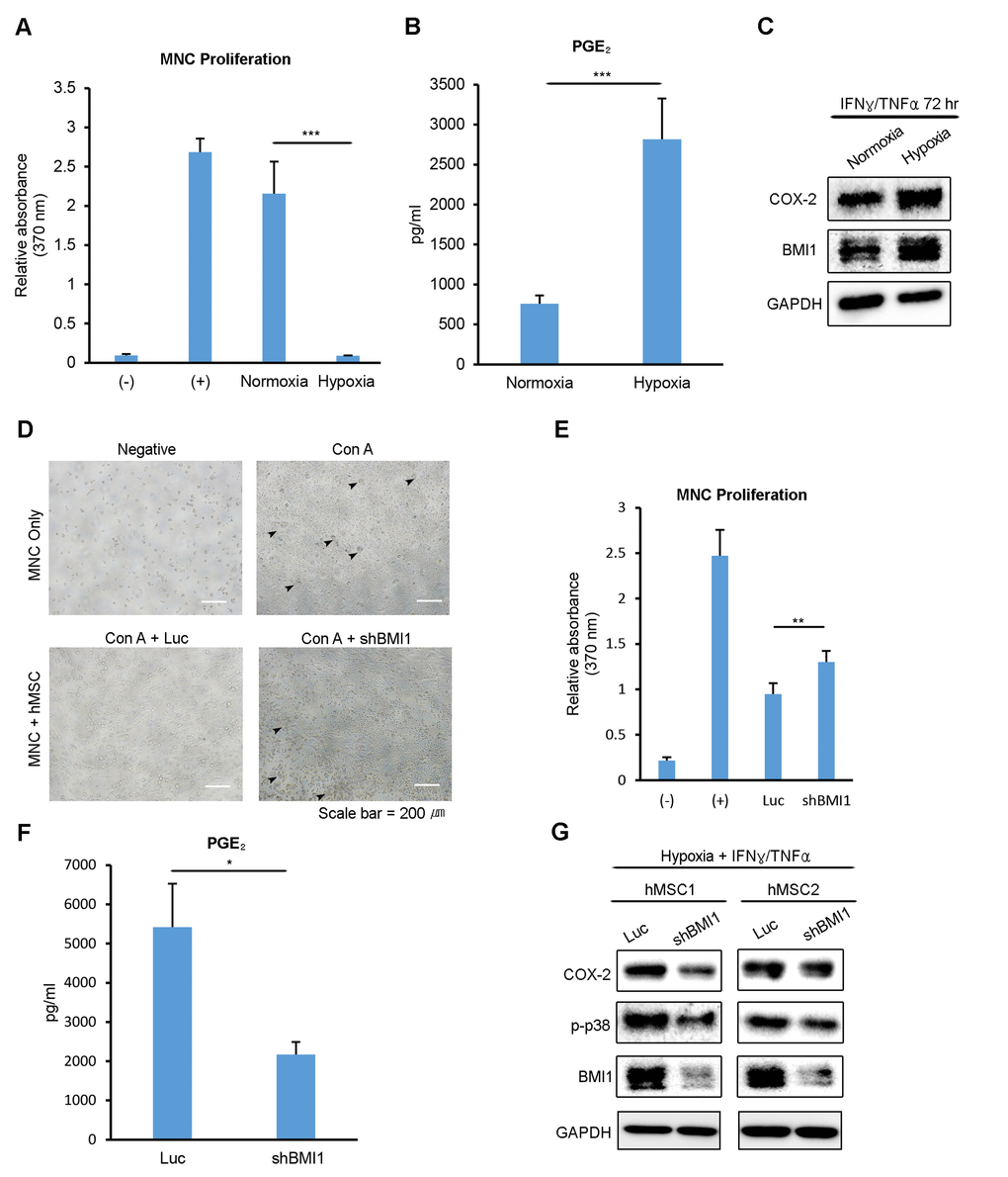 Low oxygen environment increases the BMI1-dependent immunomodulatory properties of hUCB-MSCs. (A, B) The culture supernatant from normoxic- and hypoxic-cultured hUCB-MSCs was collected after treatment with IFN-γ and TNF-α for 72 hours. (A) hUCB-MNCs were cultured with each supernatant after being activated with concanavalin A. After 3 days, the proliferation of MNCs was determined using a BrdU assay kit. (B) PGE2 concentration was measured using an ELISA kit. (C) Proteins were extracted after collecting the supernatant, and a western blot analysis was performed with the indicated antibodies. Representative blots are shown. (D) The effect on the immunosuppressive properties of BMI1-down-regulated hUCB-MSCs was investigated via a co-culture experiment. (E) Proliferation levels of hUCB-MNCs were measured using a BrdU assay kit. (F) PGE2 concentration levels were measured from the culture supernatant of control- and shBMI1-induced hUCB-MSCs. (G) Western blot analysis of COX-2 signaling factors was conducted. Error bars represent mean±s.e.m. from three separate experiments. * PPPt-test.