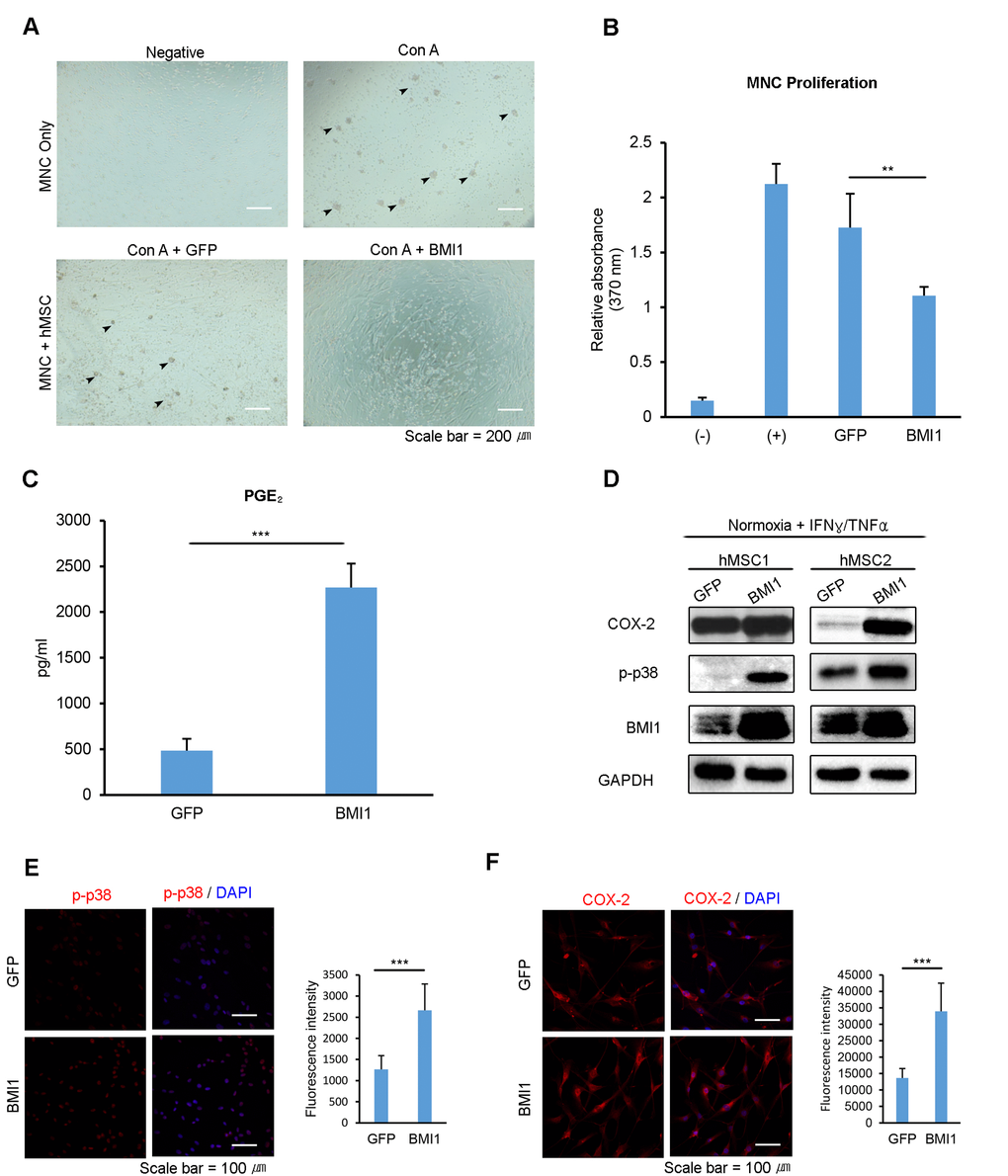 Up-regulation of BMI1 enhances the immunosuppressive effect of hUCB-MSCs. To investigate the immunosuppressive properties of BMI1-overexpressing hUCB-MSCs, (A) hUCB-MNCs were co-cultured with BMI1-overexpressing hUCB-MSCs and (B) the proliferation of hUCB-MNCs was measured with a BrdU proliferation assay kit. (C) PGE2 concentration was measured in the culture supernatant of GFP- and BMI1-overexpressing hUCB-MSCs. (D) COX-2, p-p38 MAP kinase and BMI1 expression levels of BMI1-overexpressing hUCB-MSCs were investigated via western blot analysis after treatment with IFN-γ and TNF-α for 30 minutes. (E) Expression of the phosphorylated form of p38 MAP kinase in GFP- and BMI1-up-regulated hUCB-MSCs was determined via immunocytochemistry after treatment with IFN-γ and TNF-α for 30 minutes. The graph shows the fluorescence intensity of p-p38 in each cells. (F) COX-2 expression was investigated after treatment with IFN-γ and TNF-α for 24 hours. On the right, the graph indicating the fluorescence intensity of COX-2 is presented. The results show 1 representative of 3 independent experiments. Error bars represent mean±s.e.m. from three separate experiments. Error bars represent mean±s.e.m. from three separate experiments. ** PPt-test.
