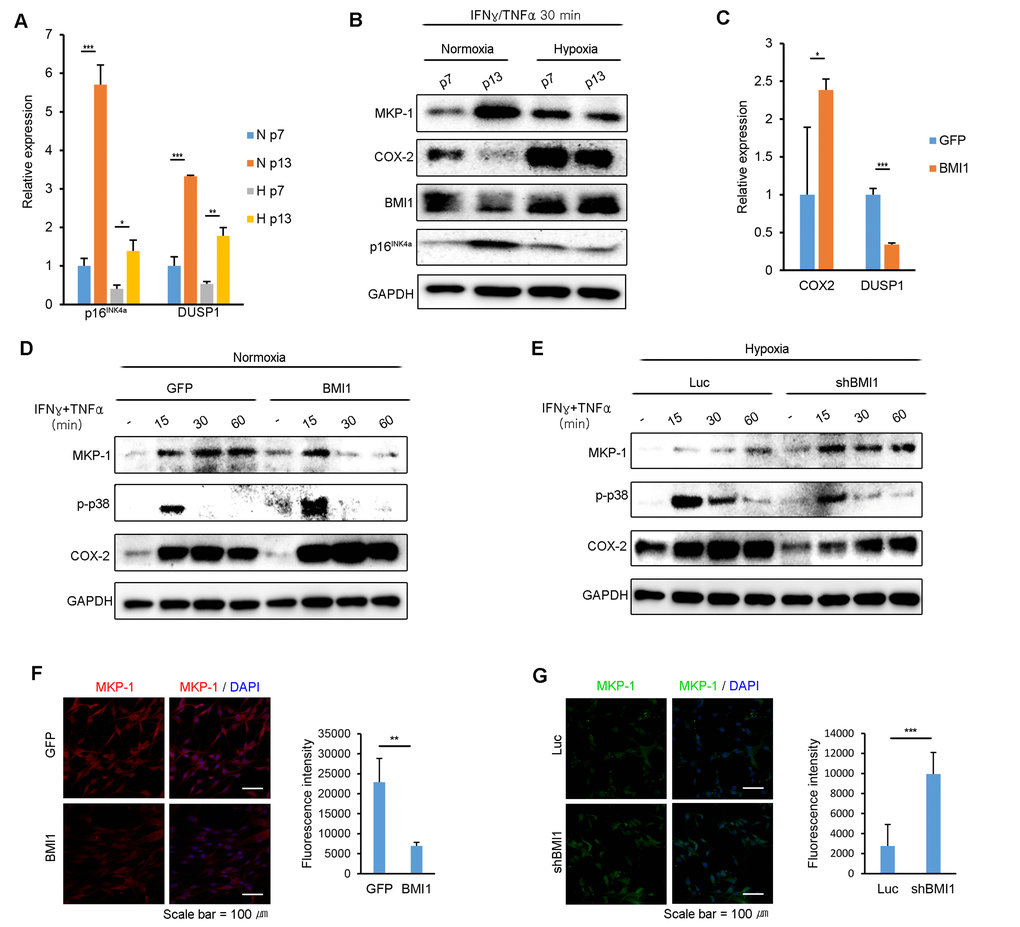 BMI1 negatively regulates DUSP1/MKP-1 in hUCB-MSCs. (A) DUSP1 and p16INK4a mRNA expression levels were investigated in replicatively senescent hUCB-MSCs in normoxia/hypoxia culture conditions after exposure to IFN-γ and TNF-α for 30 minutes. (B) The expression levels of MKP-1, p-p38 and BMI1 in normoxic- or hypoxic-cultured hUCB-MSCs were investigated via western blot analysis in replicatively senescent hUCB-MSCs after treatment with IFN-γ and TNF-α for 30minutes. (C) COX-2 and DUSP1 mRNA expression levels were assessed in GFP- and BMI1-overexpressing hUCB-MSCs after activation with IFN-γ and TNF-α for 30 minutes. (D) MKP-1 protein expression levels were investigated via western blot analysis in normoxic culture conditions with BMI1-overexpressing hUCB-MSCs. (E) MKP-1 protein expression levels were assessed via western blot analysis in hypoxic culture conditions with BMI1-down-regulated hUCB-MSCs. (F-G) MKP-1 expressions were analyzed by immunocytochemistry in GFP/BMI1 overexpressing and Luc/shBMI1 transfected hUCB-MSCs. The graphs show the fluorescence intensity of MKP-1 in each cells. Error bars represent mean±s.e.m. from three separate experiments. * PPPt-test.