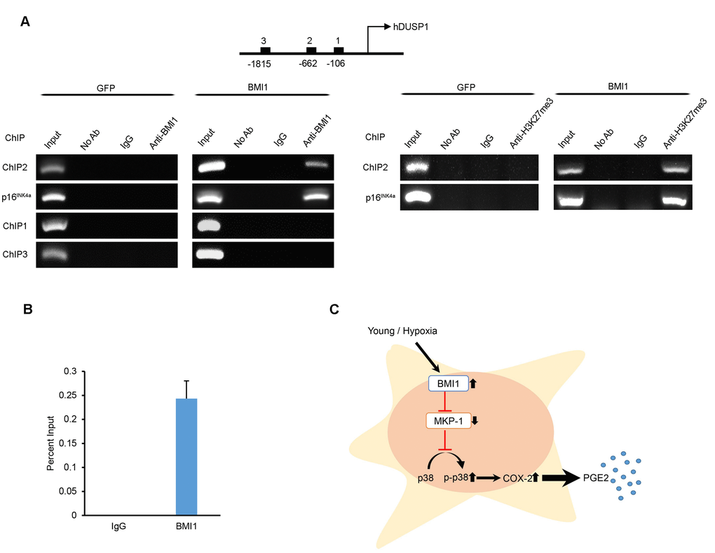 BMI1 directly suppresses DUSP1 by binding to the promoter of DUSP1. (A) Chromatin immunoprecipitation was performed to examine BMI1 and H3K27me3 binding to the DUSP1 and p16INK4a promoter of GFP- and BMI1-overexpressing hUCB-MSCs. (B) ChIP-quantitative PCR assay results for the DUSP1 promoter region in BMI1-up-regulated hUCB-MSCs. Data represent the means ± SEM (C) Schematic representation of the function of BMI1 in hUCB-MSCs in increasing their immunomodulatory properties and protecting the cell from senescence.