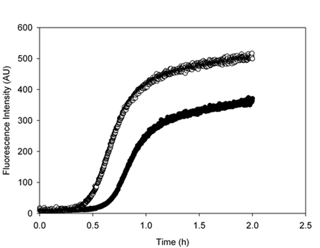 Metformin increases the lag-phase duration and reduces the final amount of amyloid fibrils. Aggregation kinetics of 50 μM Aβ1-40 was followed in the absence (empty circles) and in the presence (black circles) of 2mM metformin by ThT assay. The dye concentration was 12µM.